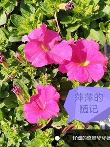 萍萍讲的