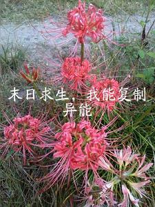 末世异能复制